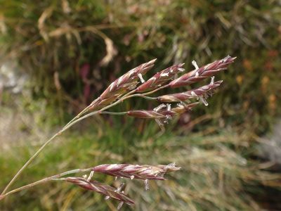 Festuca varia, photographed by Christian Berg
