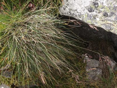 Festuca varia, photographed by Christian Berg