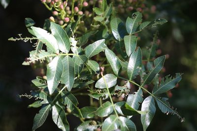 Pistacia atlantica, photographed by Dennis Eckhart