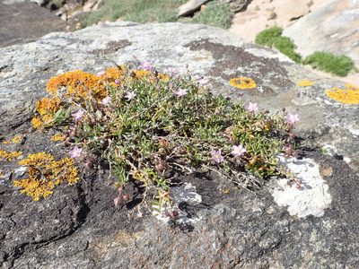 Spergularia rupicola, photographed by Julien Renoult