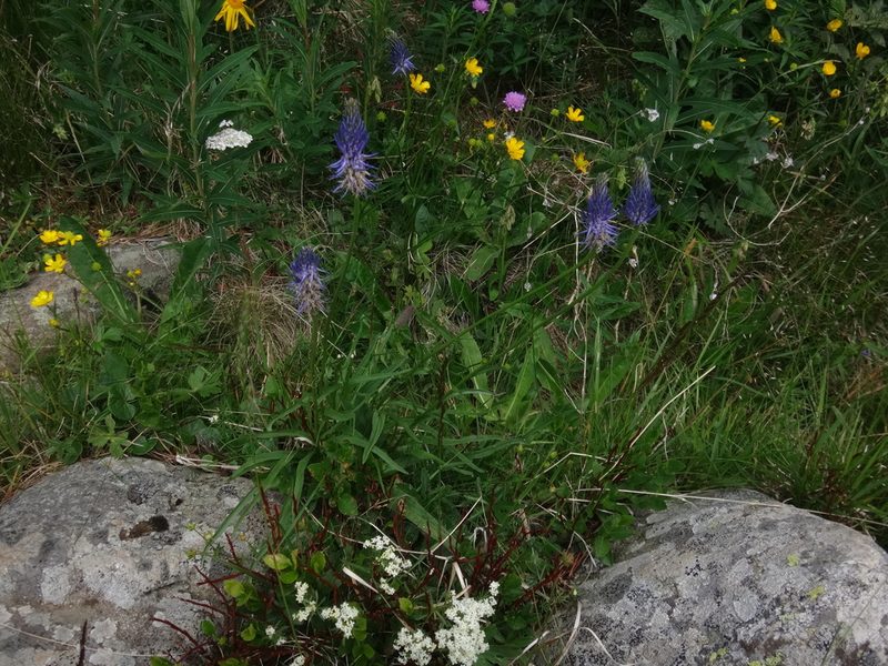 Phyteuma persicifolium, photographed by Christian Berg