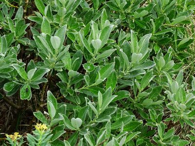 Salix helvetica, photographed by Christian Berg