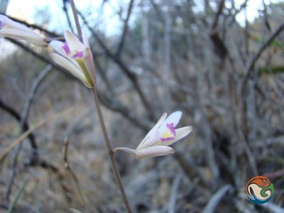 Bletia parkinsonii, photographed by Eugenio Padilla