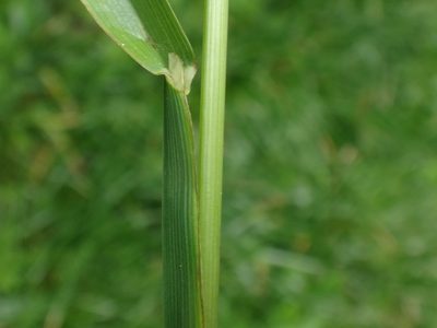 Poa chaixii, photographed by Christian Berg