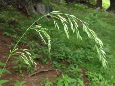 Poa chaixii, photographed by Christian Berg