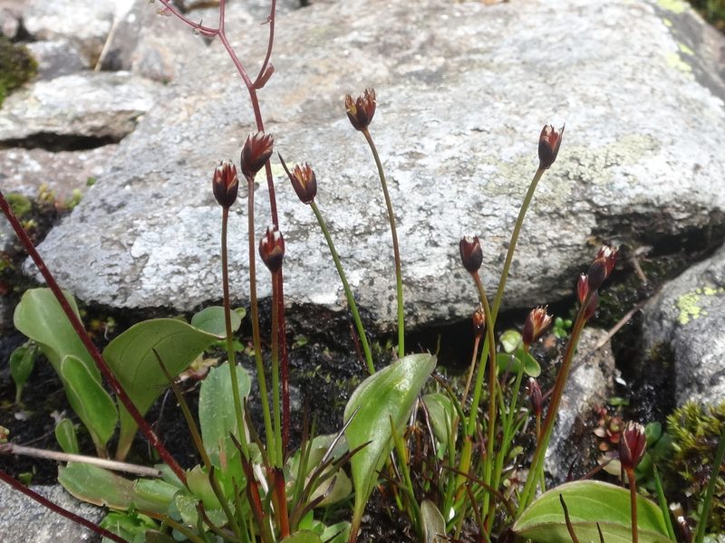 Juncus triglumis, photographed by Christian Berg