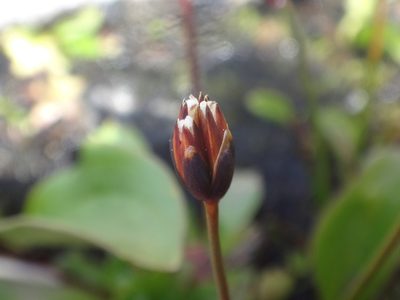 Juncus triglumis, photographed by Christian Berg