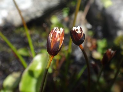 Juncus triglumis, photographed by Christian Berg