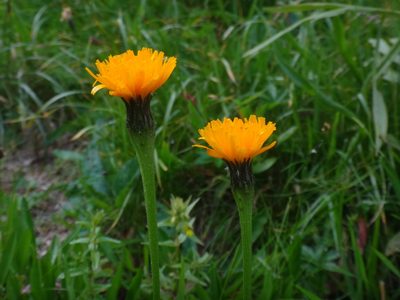 Scorzoneroides crocea, photographed by Christian Berg