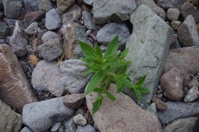 Erythranthe cinnabarina, photographed by Eric Knight
