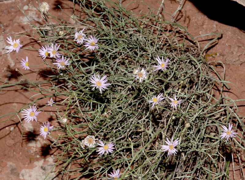 Erigeron utahensis, photographed by desertnaturalist