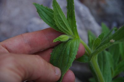 Erythranthe cinnabarina, photographed by Eric Knight