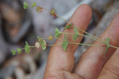 Euphorbia brachycera, photographed by Eric Knight