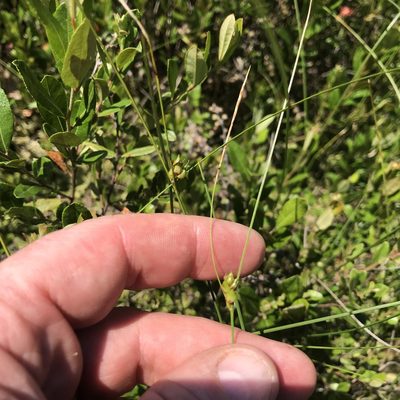 Carex oligosperma, photographed by Summit Metro Parks