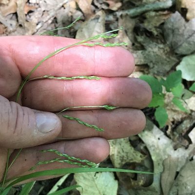 Carex debilis, photographed by Summit Metro Parks