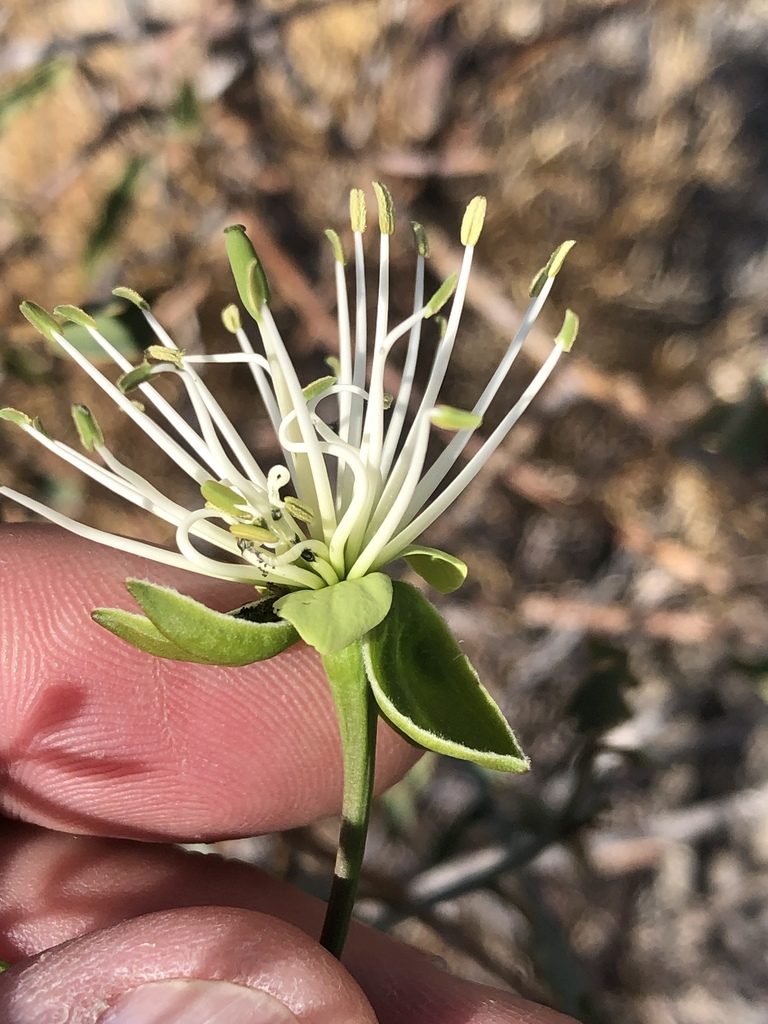 Maerua juncea, photographed by Dave U