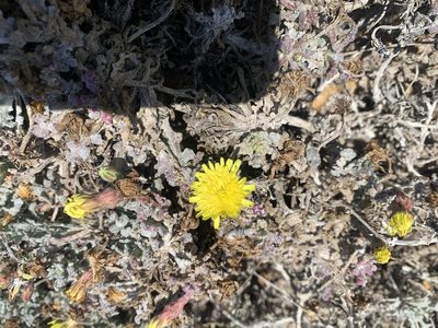 Malacothrix incana, photographed by Jim Riley