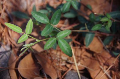 Desmodium batocaulon, photographed by Eric Knight