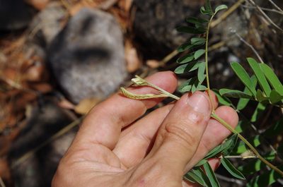 Tephrosia thurberi, photographed by Eric Knight