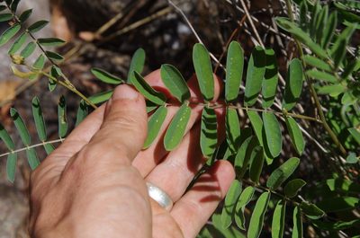 Tephrosia thurberi, photographed by Eric Knight