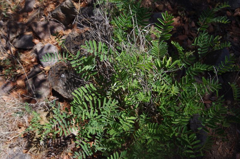 Tephrosia thurberi, photographed by Eric Knight