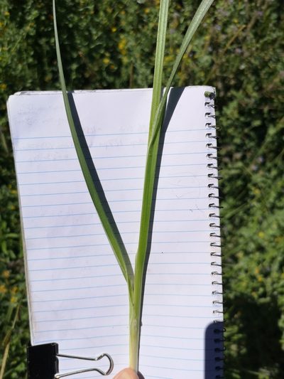 Carex sartwelliana, photographed by Jordan Zylstra