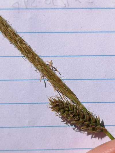 Carex sartwelliana, photographed by Jordan Zylstra