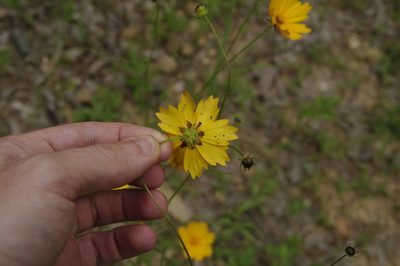 Coreopsis grandiflora, photographed by Eric Knight