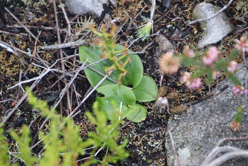 Liparis capensis, photographed by Tony Rebelo