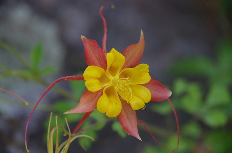 Aquilegia desertorum, photographed by Eric Knight