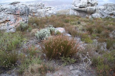 Thamnochortus gracilis, photographed by Tony Rebelo