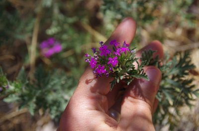 Verbena chiricahensis, photographed by Eric Knight