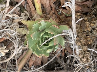 Dudleya greenei, photographed by Jim Riley