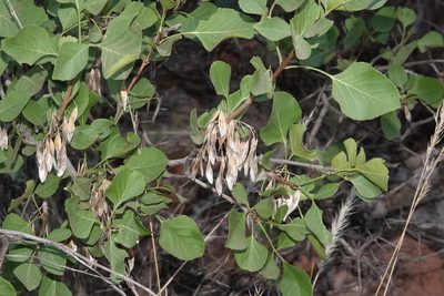 Fraxinus anomala, photographed by desertnaturalist