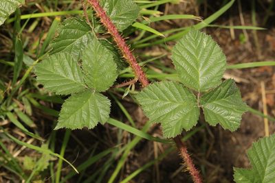Rubus intensior, photographed by Stephen James McWilliam