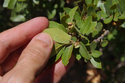 Quercus toumeyi, photographed by Eric Knight