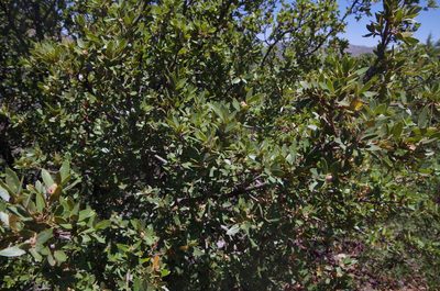 Quercus toumeyi, photographed by Eric Knight