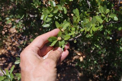 Quercus toumeyi, photographed by Eric Knight