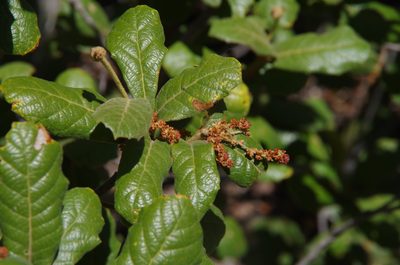 Quercus rugosa, photographed by Eric Knight