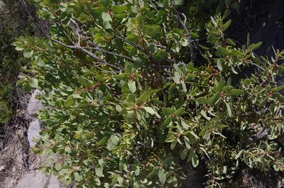 Arctostaphylos pringlei, photographed by Eric Knight
