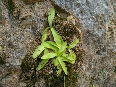 Pinguicula dertosensis, photographed by Joan C. Hinojosa