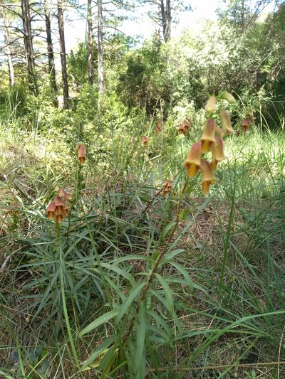 Digitalis obscura, photographed by Joan C. Hinojosa