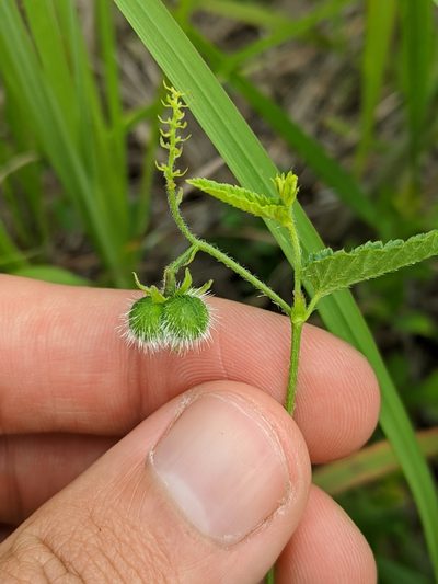 Tragia betonicifolia, photographed by Nathan Aaron