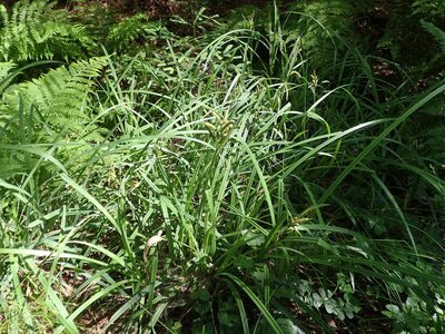 Carex amplifolia, photographed by joergmlpts