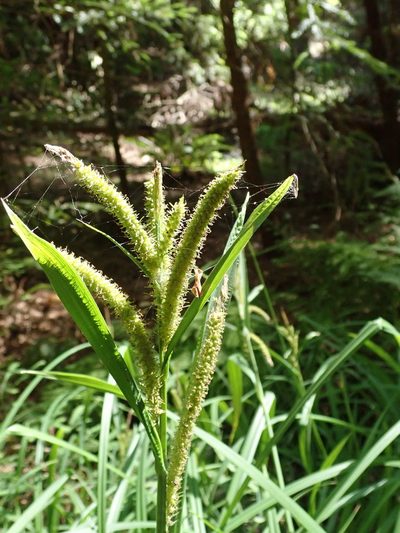 Carex amplifolia, photographed by joergmlpts