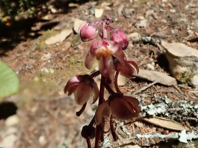Pyrola aphylla, photographed by joergmlpts
