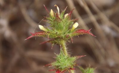 Navarretia atractyloides, photographed by Millie Basden