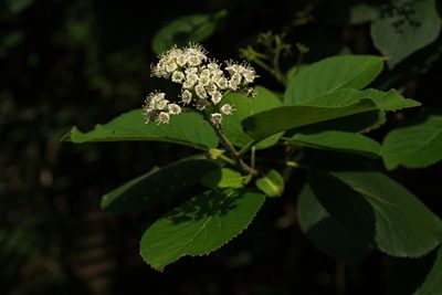Ehretia dicksonii, photographed by 國立臺灣博物館
