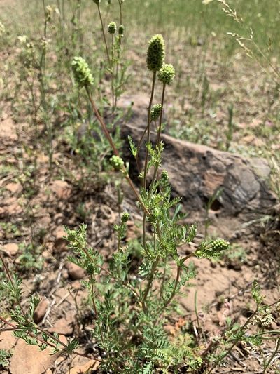 Sanguisorba occidentalis, photographed by Leah Gardner
