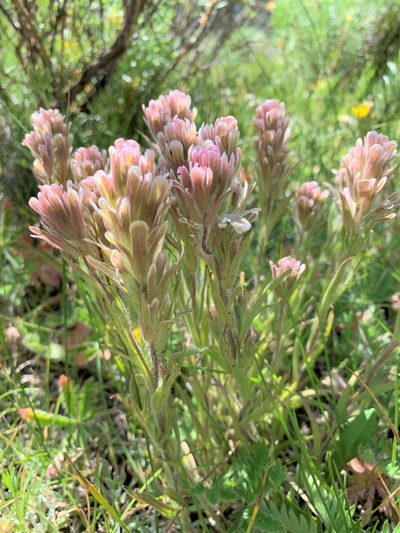 Castilleja pilosa, photographed by Leah Gardner